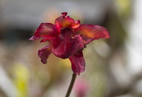 A close up of a red bladderwort flower